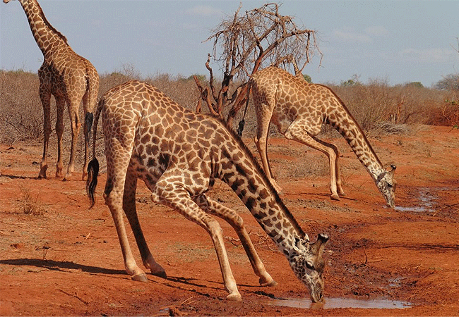 ngutuni-wildlife-conservancy-masai-giraffe Ngutuni Wildlife Conservancy