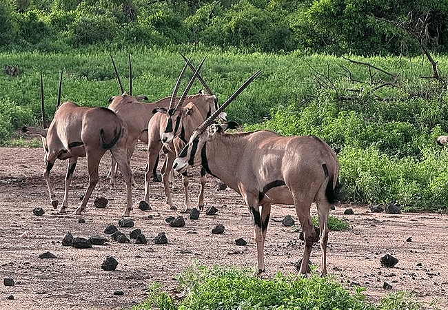 ngutuni-wildlife-conservancy-oryx Ngutuni Wildlife Conservancy