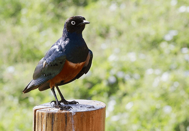 ngutuni-wildlife-conservancy-superb-starling Ngutuni Wildlife Conservancy