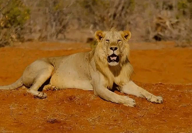 ngutuni-wildlife-conservancy-wildlife-lion Ngutuni Wildlife Conservancy