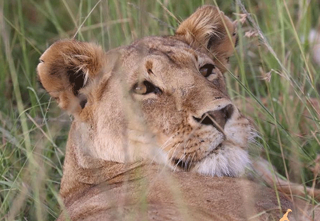 The Maa Guest Masai Mara National Reserve