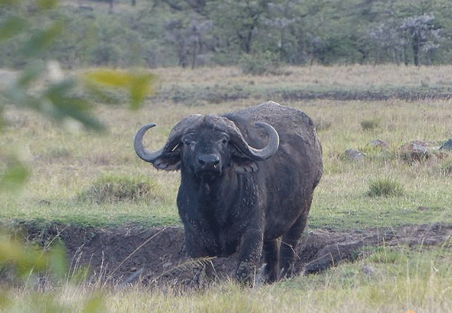 The Maa Guest Masai Mara National Reserve