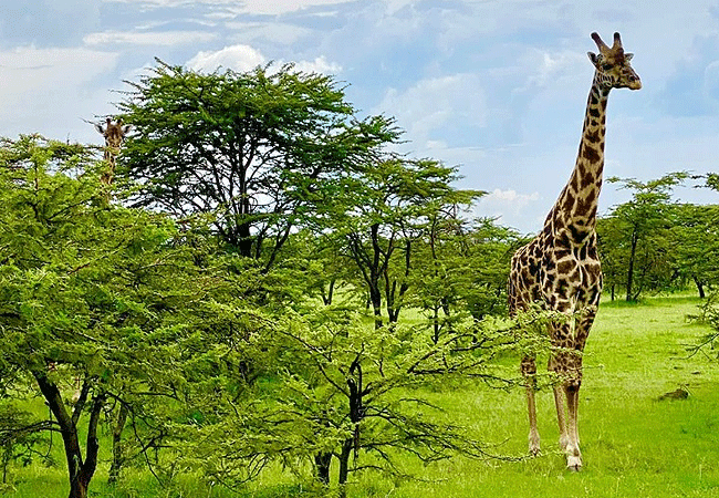 The Maa Guest Masai Mara National Reserve