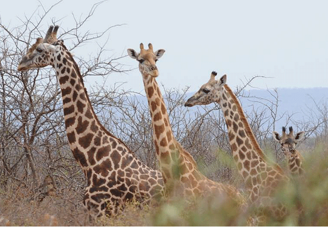 kipalo-hills-lodge-rock-suite-tsavo-west-national-park-mbulia-conservancy-giraffes Kipalo Hills Lodge Rock Suite Tsavo West National Park