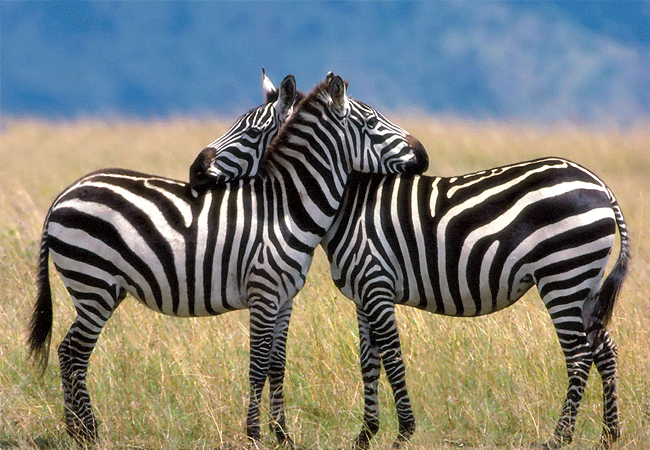kipalo-hills-lodge-rock-suite-tsavo-west-national-park-mbulia-conservancy-zebras Kipalo Hills Lodge Rock Suite Tsavo West National Park