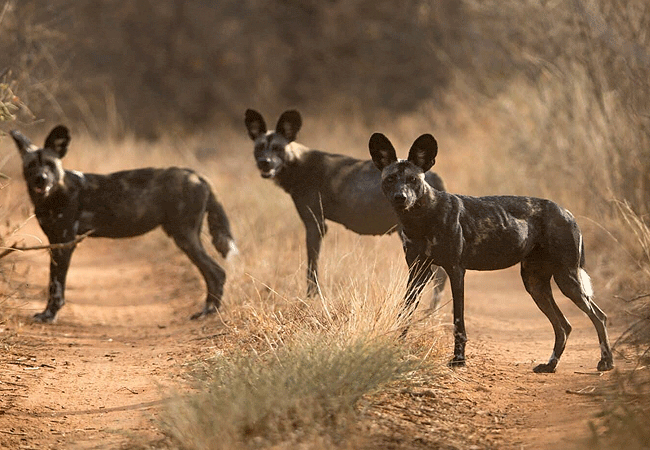 kipalo-hills-lodge-tsavo-west-honeymoon-private-villa-mbulia-conservancy-endangered-frican-wild-dogs Kipalo Hills Lodge Tsavo West Honeymoon Private Villa