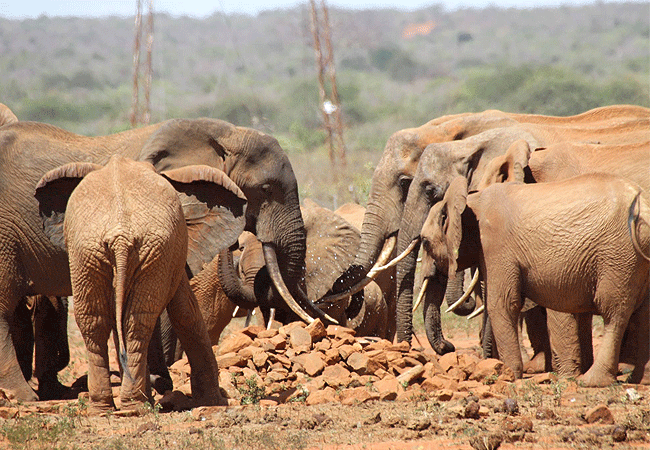 kipalo-hills-lodge-tsavo-west-honeymoon-private-villa-mbulia-conservancy-home-to-over-700-elephants Kipalo Hills Lodge Tsavo West Honeymoon Private Villa