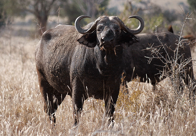 lumo-community -wildlife-conservancy-tsavo-west-national-park-buffalo LUMO Community Wildlife Conservancy