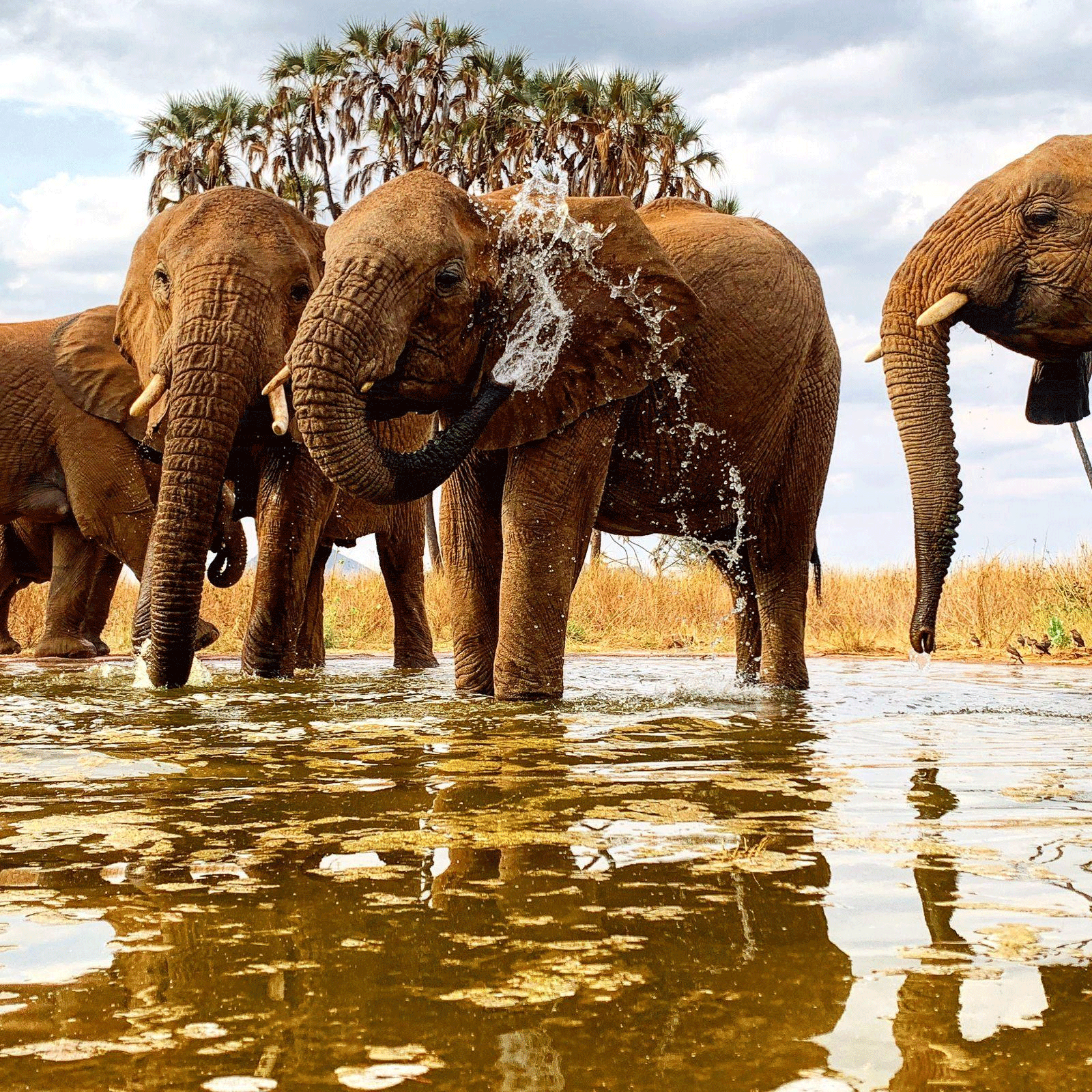 lumo-community -wildlife-conservancy-tsavo-west-national-park-elephants LUMO Community Wildlife Conservancy