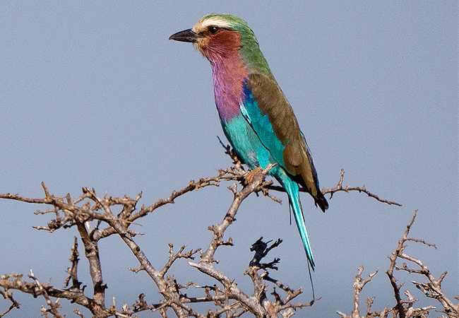 lumo-community -wildlife-conservancy-tsavo-west-national-park-lilac-breasted roller LUMO Community Wildlife Conservancy