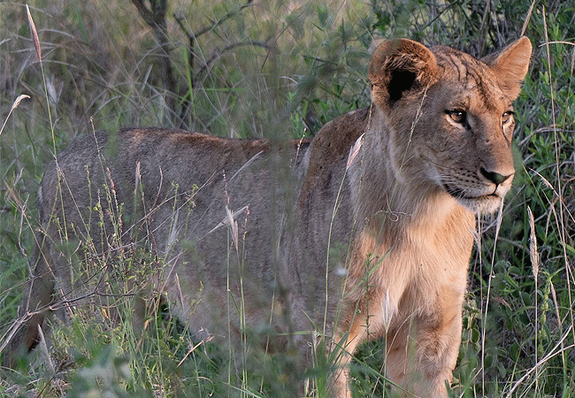 lumo-community -wildlife-conservancy-tsavo-west-national-park-lion LUMO Community Wildlife Conservancy