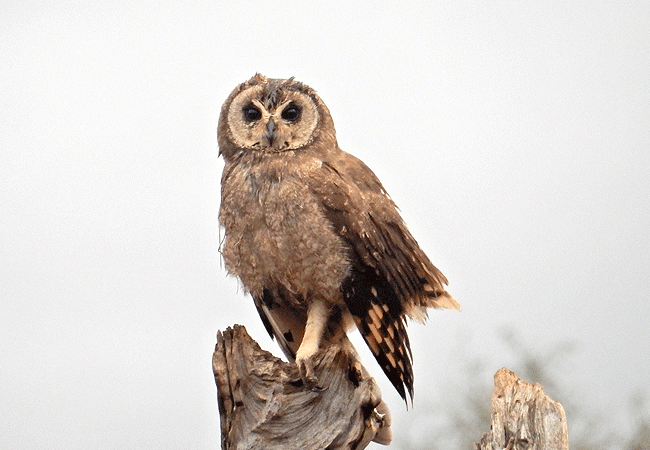 lumo-community -wildlife-conservancy-tsavo-west-national-park-marsh-owl LUMO Community Wildlife Conservancy
