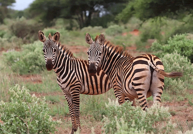 lumo-community -wildlife-conservancy-tsavo-west-national-park-zebra LUMO Community Wildlife Conservancy