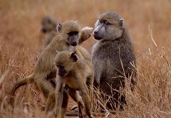 lumo-conservancy-baboons-tsavo-kenya LUMO Community Wildlife Conservancy