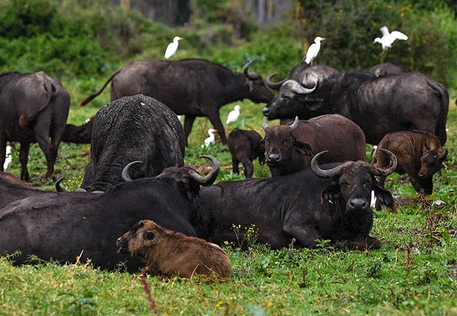 mbulia-conservancy-buffalos Mbulia Conservancy