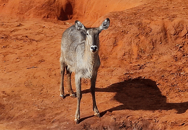 mbulia-conservancy-taita-taveta-county-tsavo-east-and-tsavo-west-national-parks-common waterbuck Mbulia Conservancy
