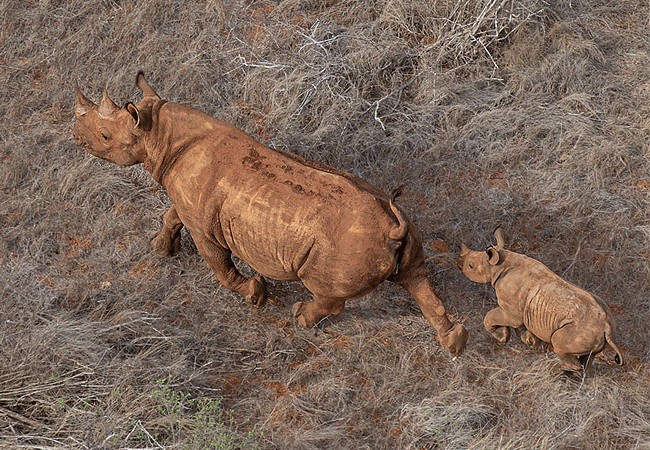 ngulia-rhino-sanctuary-in-tsavo-west-national-park-has-black-rhinos-and-a-variety-of-other-wildlife-species-like-elephants-buffalos-and-others Ngulia Rhino Sanctuary Tsavo West National Park
