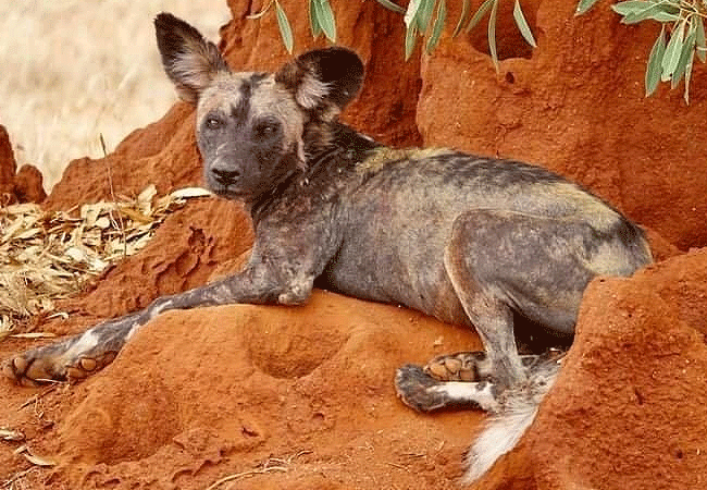 ngulia-rhino-sanctuary-tsavo-west-national-park-african-wild-dog Ngulia Rhino Sanctuary Tsavo West National Park