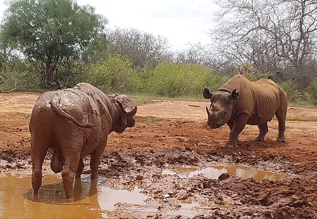 ngulia-rhino-sanctuary-tsavo-west-national-park-buffalo-and-rhino Ngulia Rhino Sanctuary Tsavo West National Park