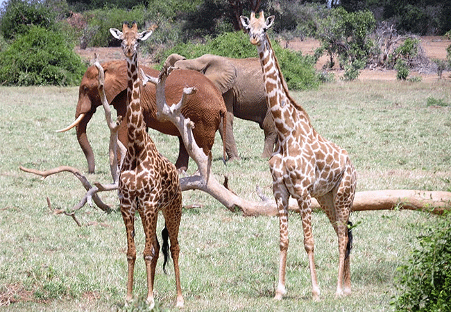 ngulia-rhino-sanctuary-tsavo-west-national-park-giraffes Ngulia Rhino Sanctuary Tsavo West National Park