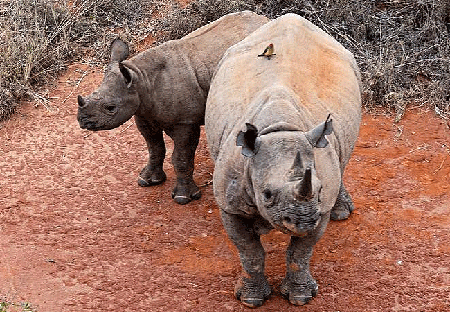 ngulia-rhino-sanctuary-tsavo-west-national-park-is-home-of-around-80-black-rhinoceroses-thus-making-it-one-of-the-largest-rhino-sanctuaries-in-kenya Ngulia Rhino Sanctuary Tsavo West National Park