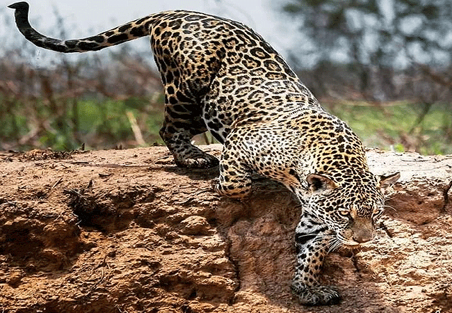 ngulia-rhino-sanctuary-tsavo-west-national-park-leopard Ngulia Rhino Sanctuary Tsavo West National Park