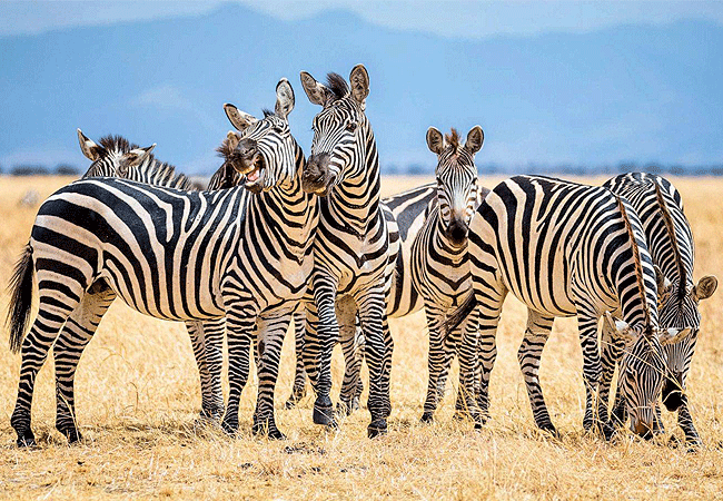 ngulia-rhino-sanctuary-tsavo-west-national-park-zebras Ngulia Rhino Sanctuary Tsavo West National Park