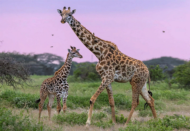 3-day-fly-in-safari-ak-sanctuary-kitirua-plains-lodge-giraffe 3 Day Fly-in-Safari-A&K Sanctuary Kitirua Plains Lodge Kenya
