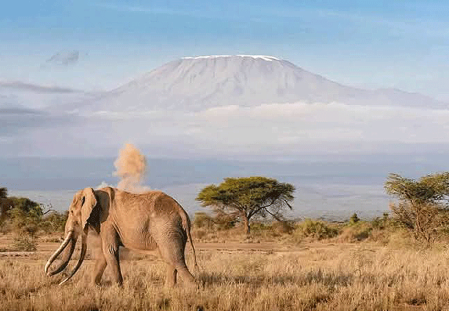 3-day-fly-in-safari-ak-sanctuary-kitirua-plains-lodge-mt-kilimanjaro-elephants 3 Day Fly-in-Safari-A&K Sanctuary Kitirua Plains Lodge Kenya