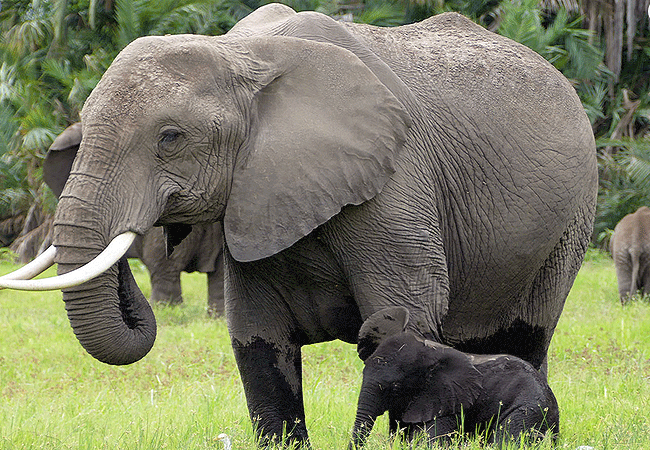 3-day-fly-in-safari-a-&-k-sanctuary-kitirua-plains-lodge 3 Day Fly-in-Safari-A&K Sanctuary Kitirua Plains Lodge Kenya