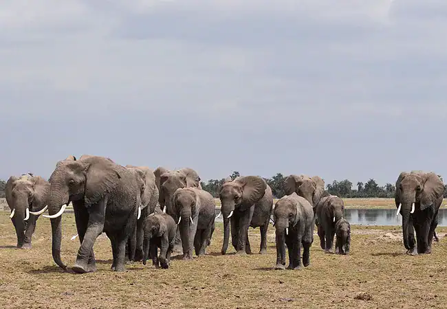 a-k-sanctuary-kitirua-plains-lodge-guests-enjoy-daily-game-drives-in-amboseli-to-see-elephants-lions-cheetahs-and-an-extraordinary-array-of-birdlife A&K Sanctuary Kitirua Plains Lodge