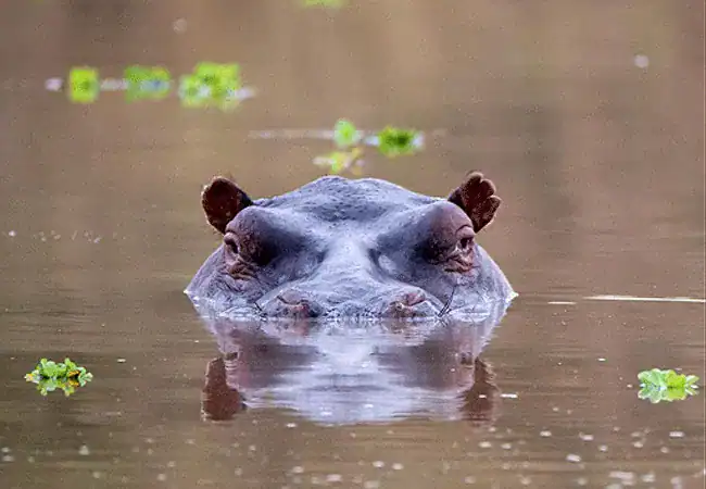 ak-sanctuary-kitirua-plains-lodge-amboseli-national-park-hippo-in-swamp A&K Sanctuary Kitirua Plains Lodge