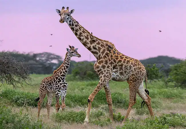 ak-sanctuary-kitirua-plains-lodge-giraffe A&K Sanctuary Kitirua Plains Lodge