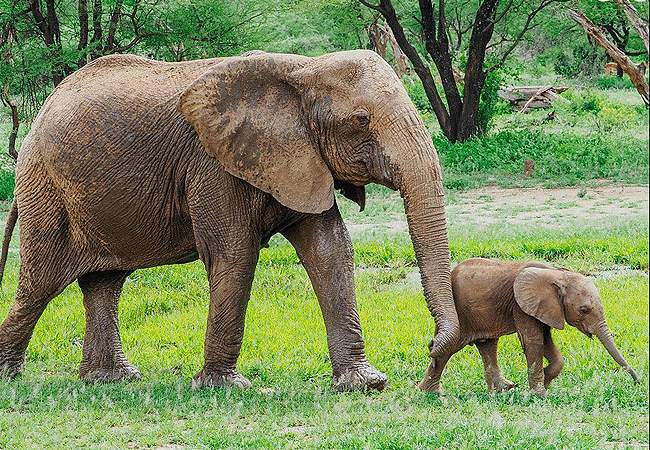 amboseli-serena-safari-lodge-honeymoon-suite-elephant-mother-and-baby Amboseli Serena Safari Lodge Honeymoon Suite