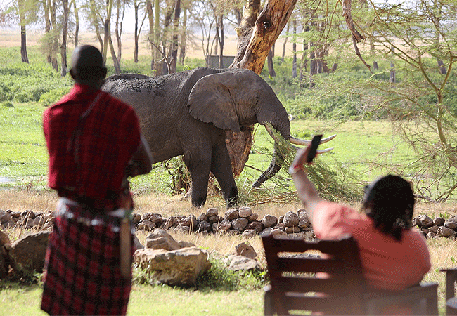 amboseli-serena-safari-lodge-honeymoon-suite-elephants Amboseli Serena Safari Lodge Honeymoon Suite