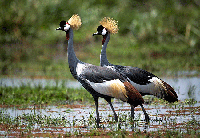 amboseli-serena-safari-lodge-honeymoon-suite-grey-crowned-cranes-in-amboseli-national-park-in-kenya-roost-in-trees Amboseli Serena Safari Lodge Honeymoon Suite