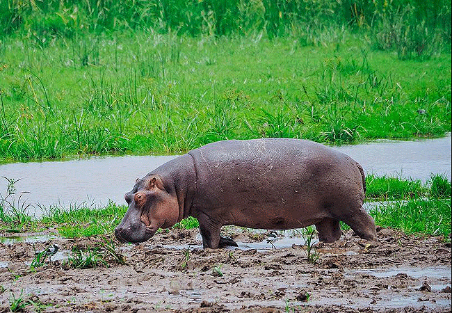 amboseli-serena-safari-lodge-honeymoon-suite-hippo-in-a-swamp Amboseli Serena Safari Lodge Honeymoon Suite