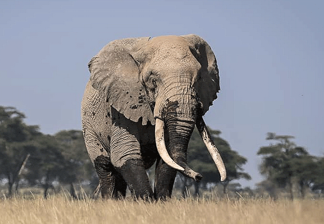 amboseli-serena-safari-lodge-honeymoon-suite-male bull elephant Amboseli Serena Safari Lodge Honeymoon Suite