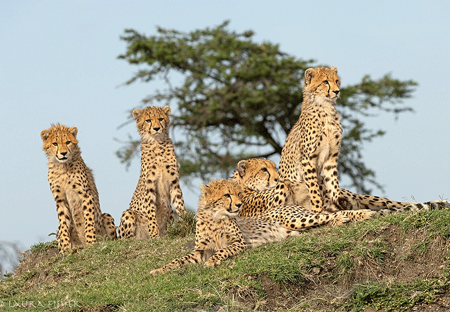 kipekee-zuri-camp-maasai-mara-national-reserve-cheetahs Kipekee Zuri Camp Maasai Mara National Reserve