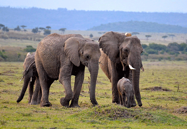 kipekee-zuri-camp-maasai-mara-national-reserve-elephants Kipekee Zuri Camp Maasai Mara National Reserve
