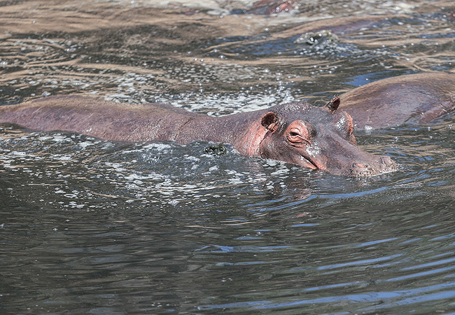 kipekee-zuri-camp-maasai-mara-national-reserve-hippo