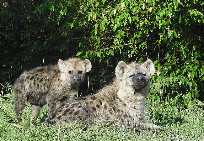 kipekee-zuri-camp-maasai-mara-national-reserve-hyena Kipekee Zuri Camp Maasai Mara National Reserve