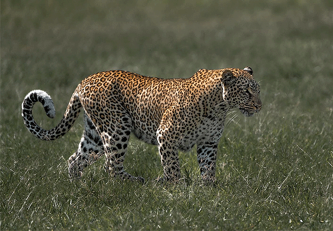 kipekee-zuri-camp-maasai-mara-national-reserve-leopard-walking Kipekee Zuri Camp Maasai Mara National Reserve