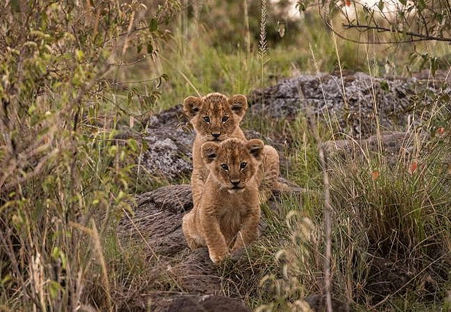 kipekee-zuri-camp-maasai-mara-national-reserve-lion-cubs Kipekee Zuri Camp Maasai Mara National Reserve