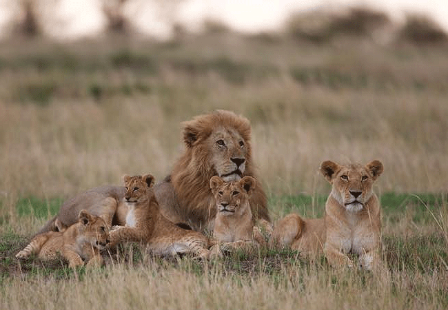 kipekee-zuri-camp-maasai-mara-national-reserve-lion-pride Kipekee Zuri Camp Maasai Mara National Reserve