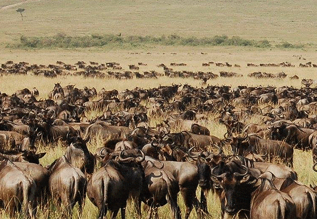 kipekee-zuri-camp-maasai-mara-national-reserve-wildebeest-migration Kipekee Zuri Camp Maasai Mara National Reserve