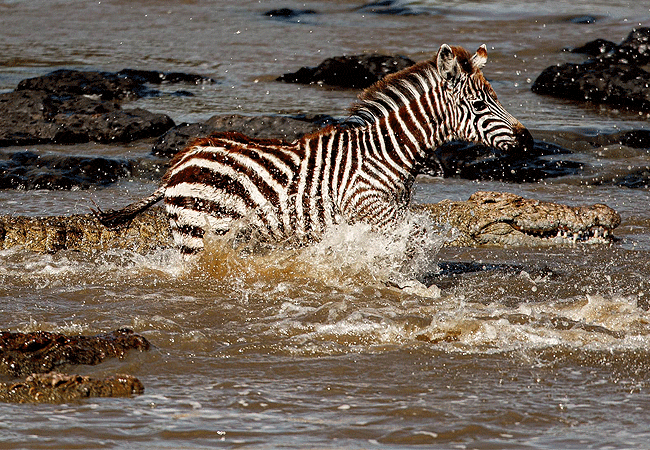 kipekee-zuri-camp-maasai-mara-national-reserve-zebra-crossing-masai-mara-river Kipekee Zuri Camp Maasai Mara National Reserve