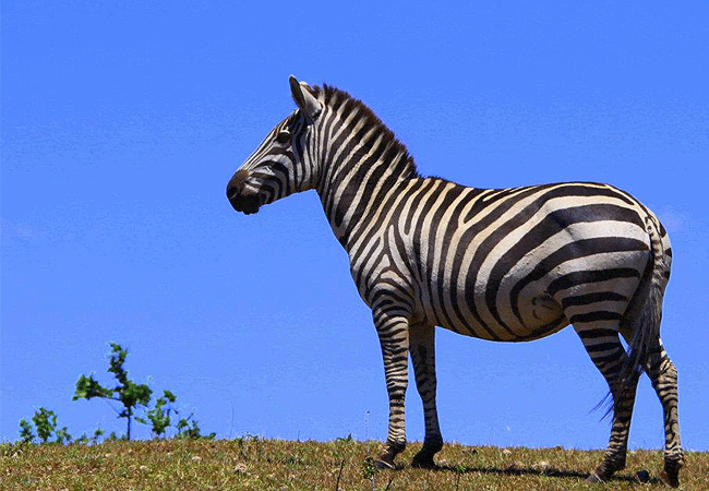 kipekee-zuri-camp-maasai-mara-national-reserve-zebra Kipekee Zuri Camp Maasai Mara National Reserve
