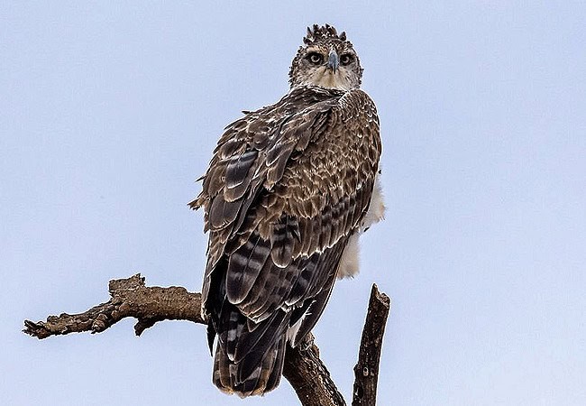 Kimana Sanctuary | Amboseli National Park | Wildlife & Activities