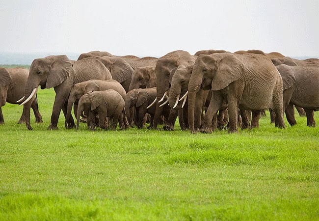 Kimana Sanctuary | Amboseli National Park | Wildlife & Activities